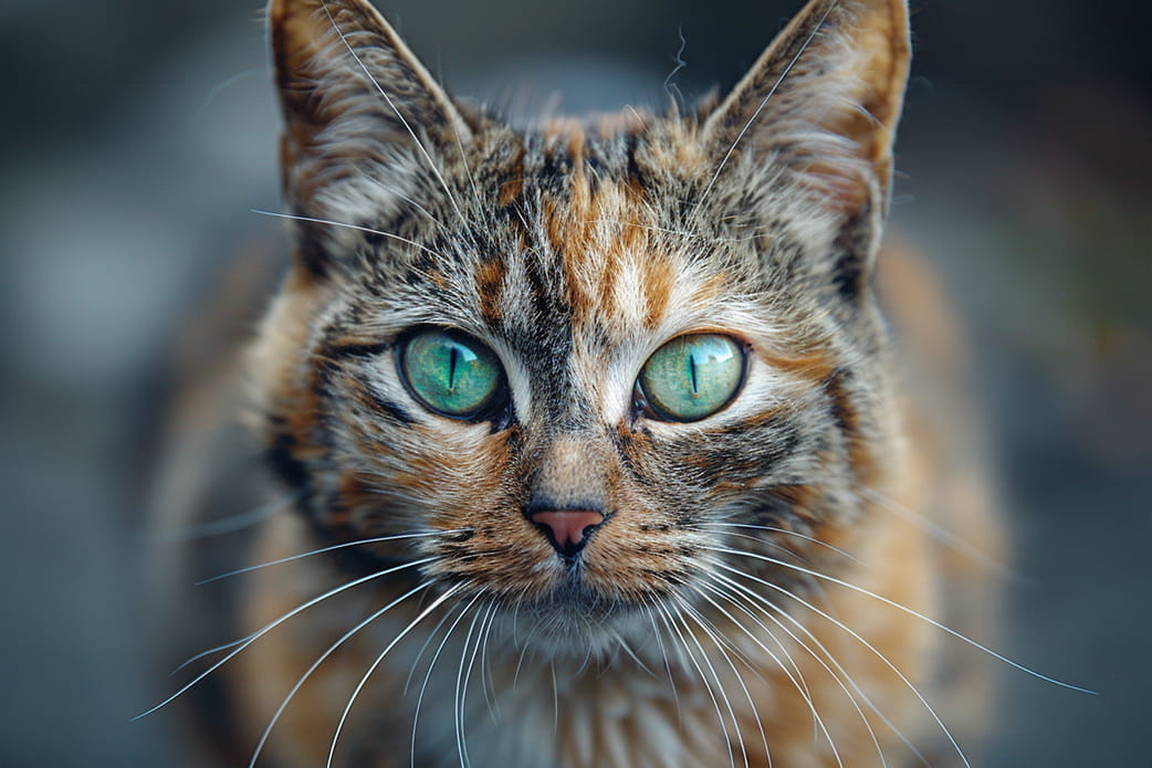 Choisir la litière idéale selon le type de chat et son comportement